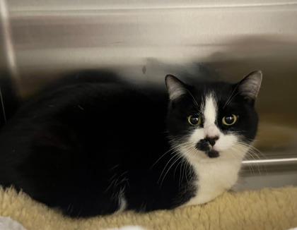Fern, Adoptable, Young Female Domestic Short Hair & Domestic Short Hair.