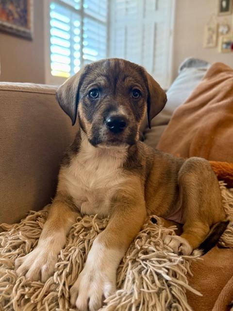 Miranda, Adoptable, Puppy Female Catahoula Leopard Dog & Anatolian Shepherd.