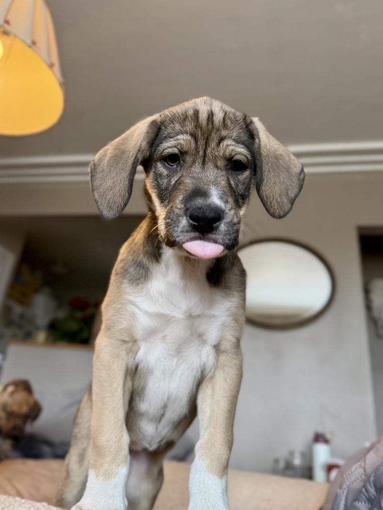 Enlarge Miranda, a Adoptable mixed breed in Denver, CO image 2/6