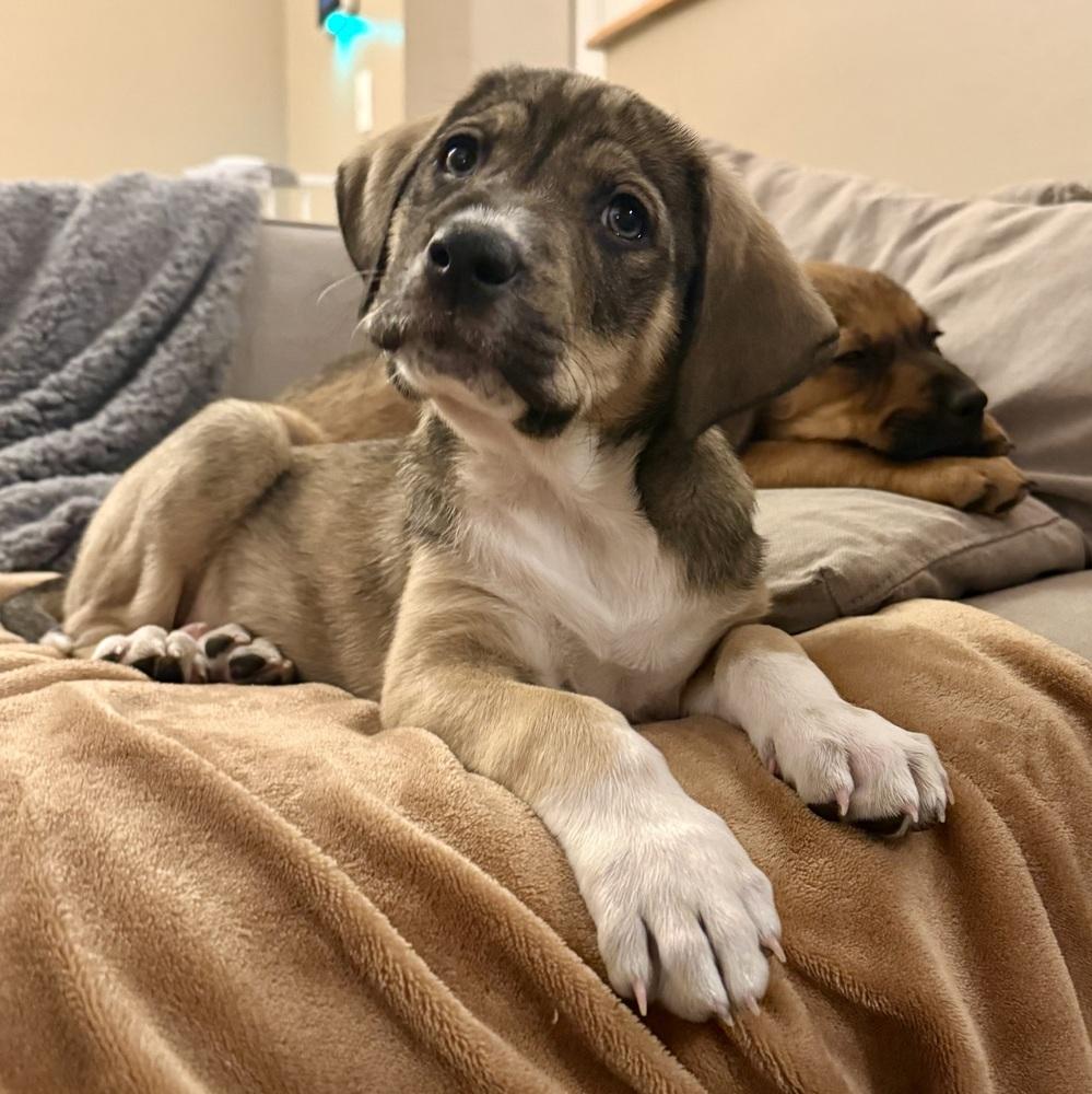 Enlarge Miranda, a Adoptable mixed breed in Denver, CO image 3/6