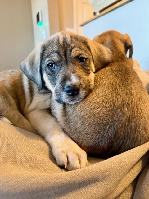 Enlarge Miranda, a Adoptable mixed breed in Denver, CO image 4/6