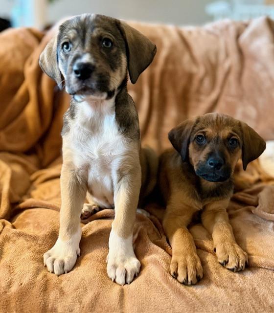 Enlarge Miranda, a Adoptable mixed breed in Denver, CO image 5/6