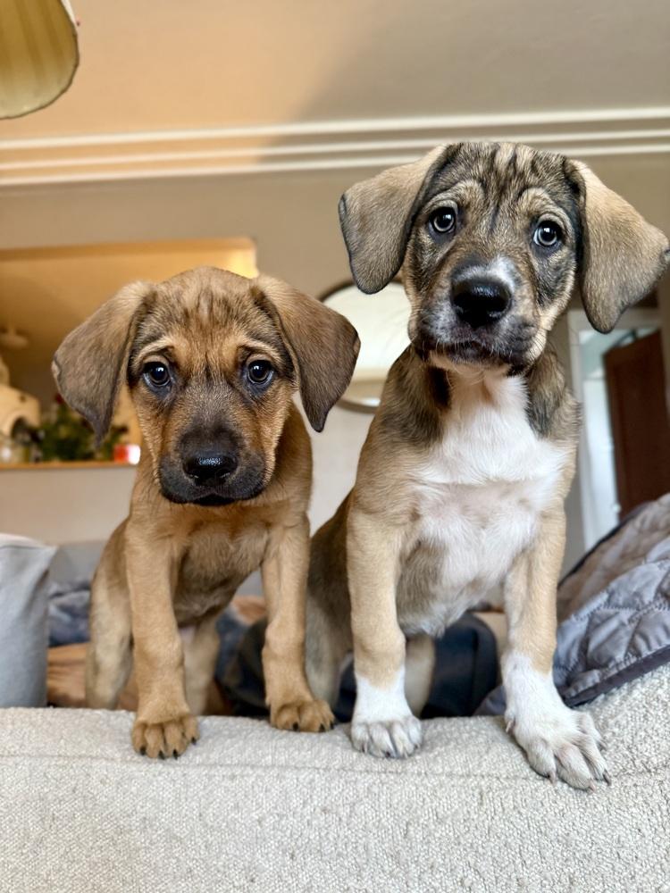 Enlarge Miranda, a Adoptable mixed breed in Denver, CO image 6/6