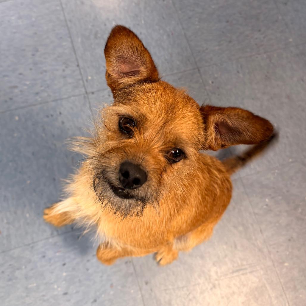 Windsor — thumbnail 3