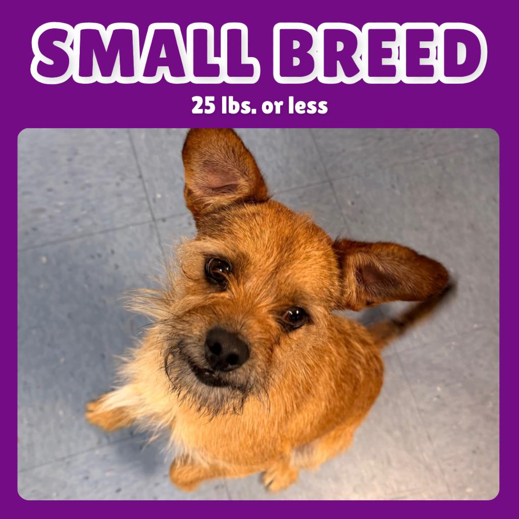 Windsor — thumbnail 4