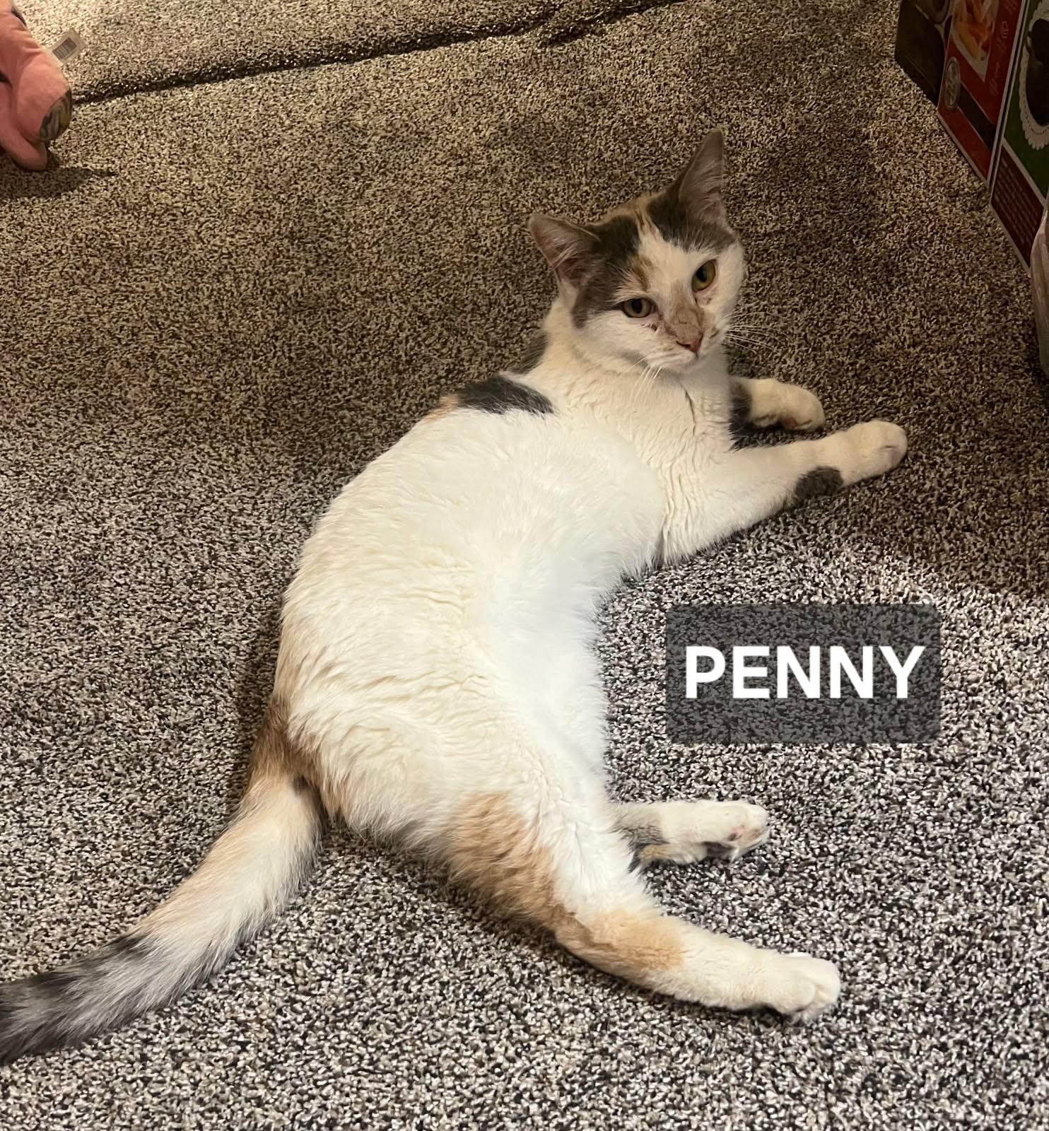 Penny, ADOPTABLE, Adult Female Calico.