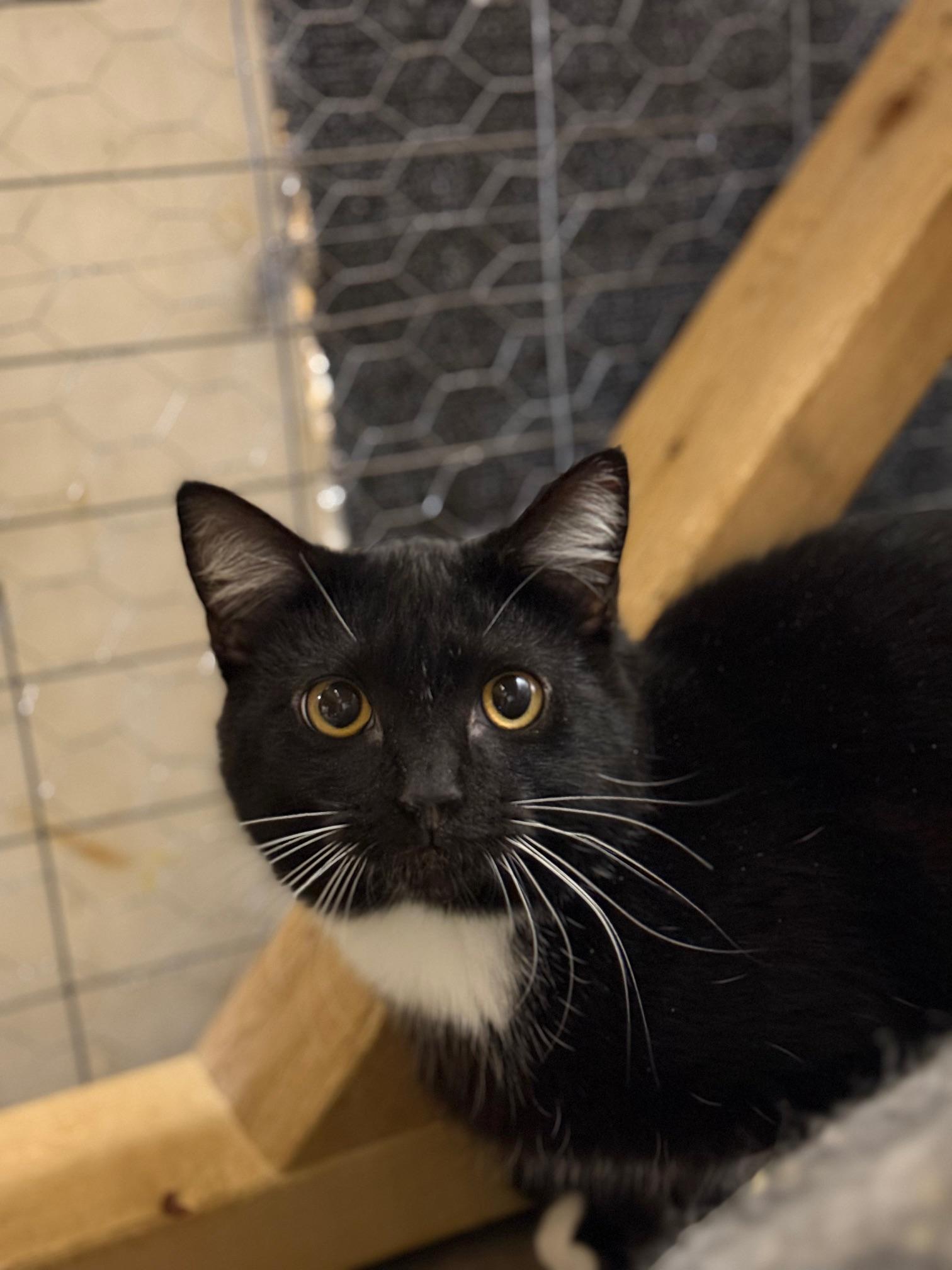 Enlarge Yukiko, a ADOPTABLE Tuxedo in BURNABY, BC image 1/1