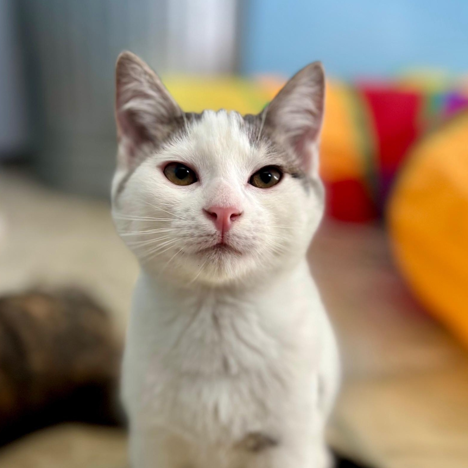 Scootaloo, ADOPTABLE, Kitten Male Domestic Short Hair & Tabby.