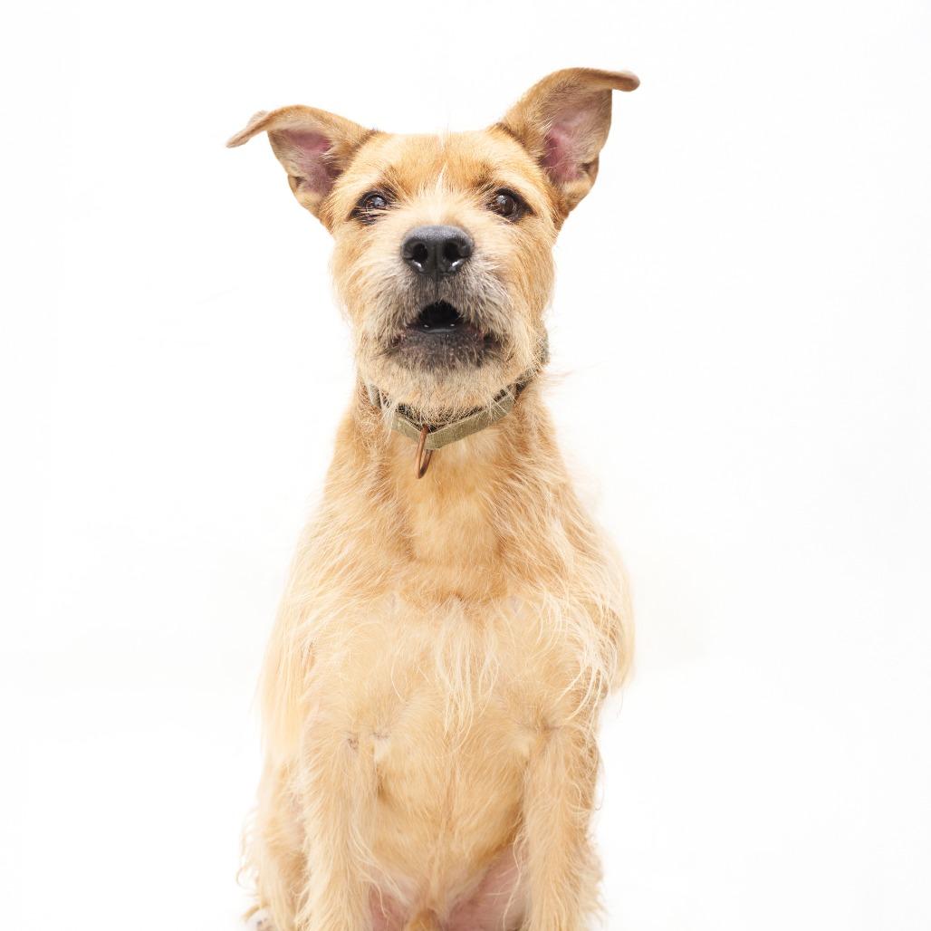 Enlarge Prickly Pete, a Adoptable Terrier in San Diego, CA image 1/6