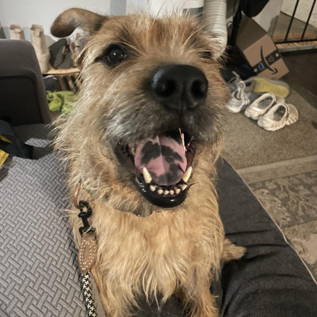 Enlarge Prickly Pete, a Adoptable Terrier in San Diego, CA image 2/6