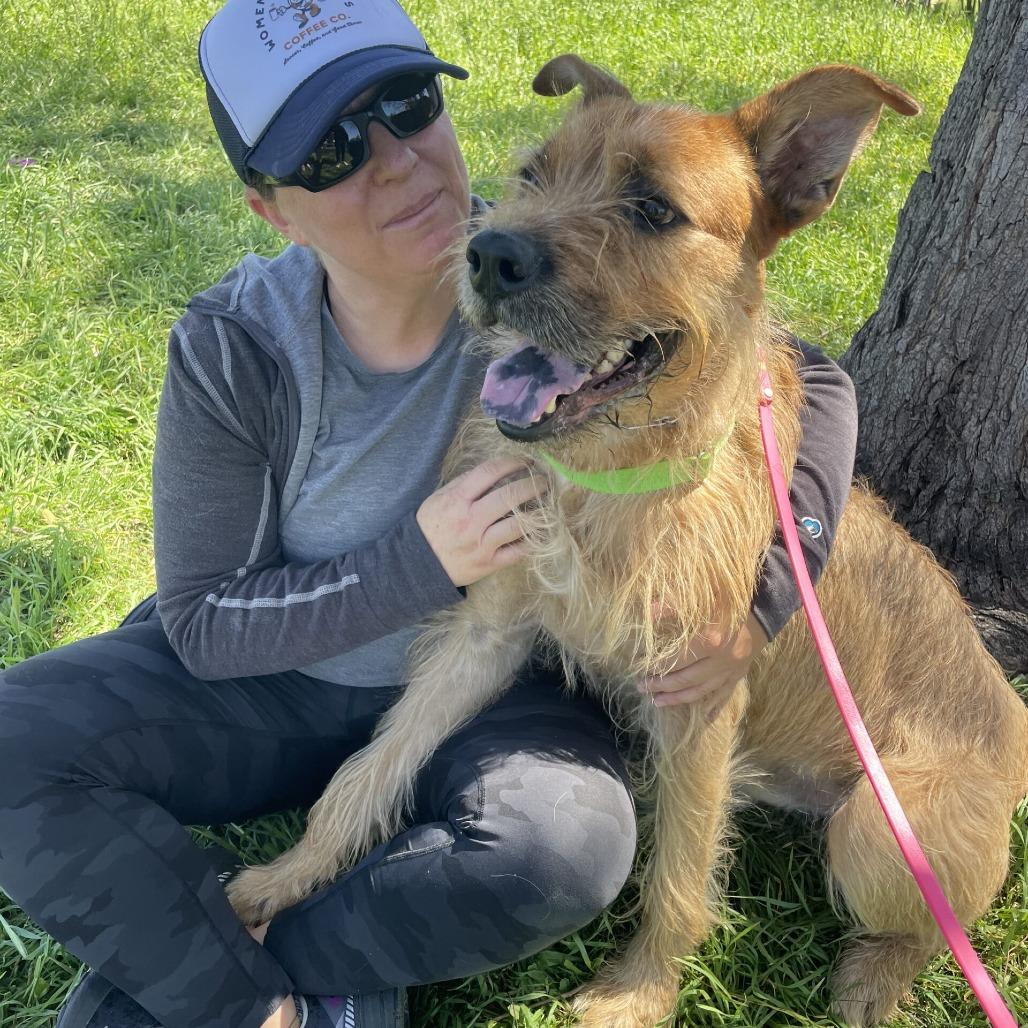 Enlarge Prickly Pete, a Adoptable Terrier in San Diego, CA image 3/6