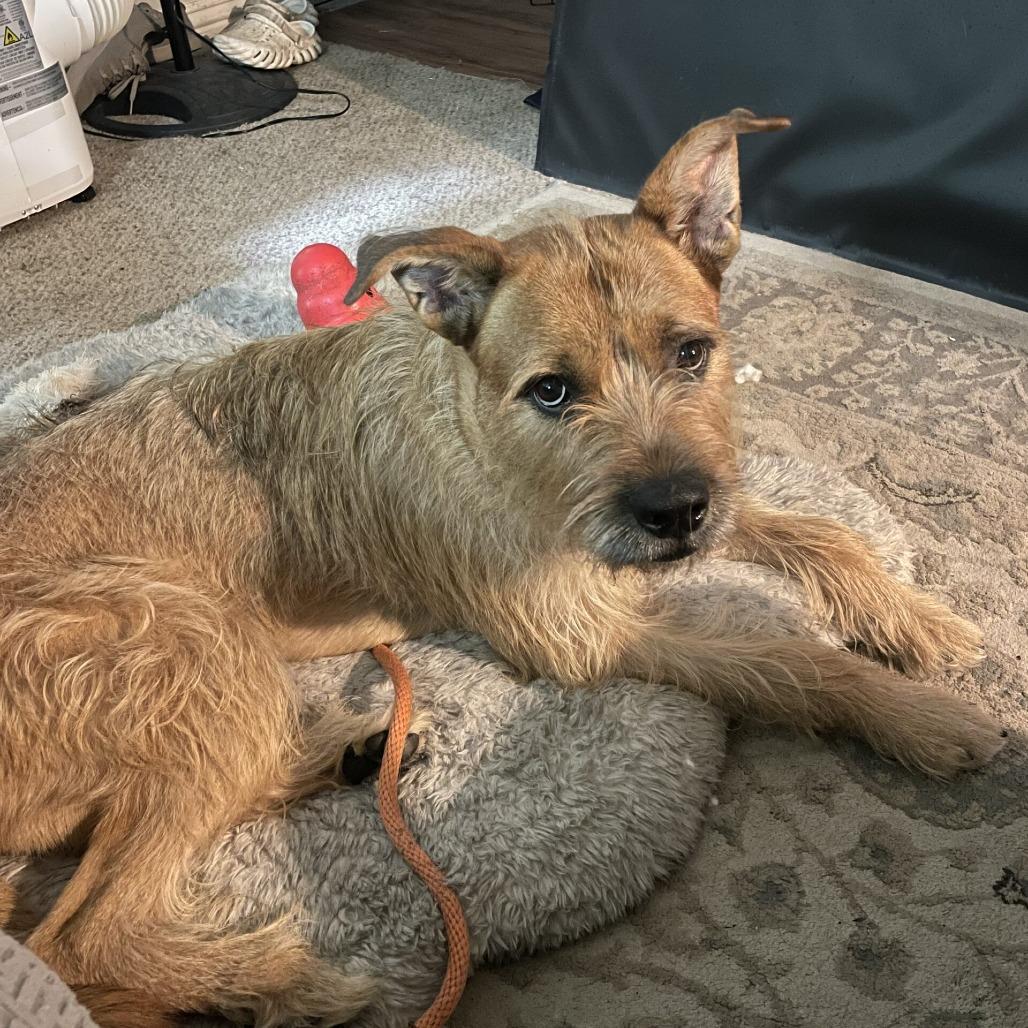 Enlarge Prickly Pete, a Adoptable Terrier in San Diego, CA image 4/6