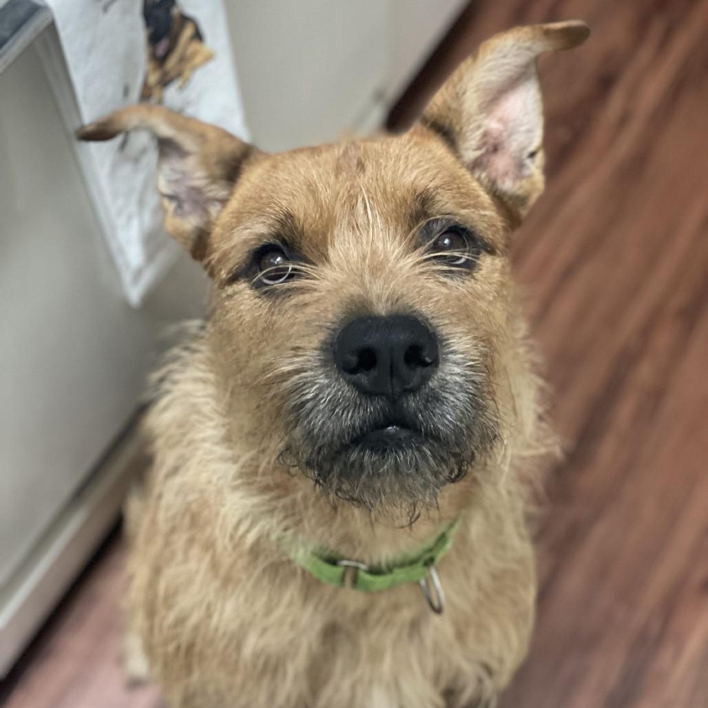 Enlarge Prickly Pete, a Adoptable Terrier in San Diego, CA image 6/6