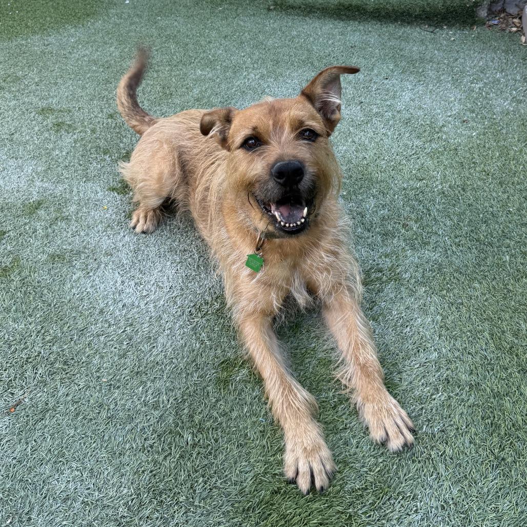 Enlarge Prickly Pete, a Adoptable Terrier in San Diego, CA image 6/6