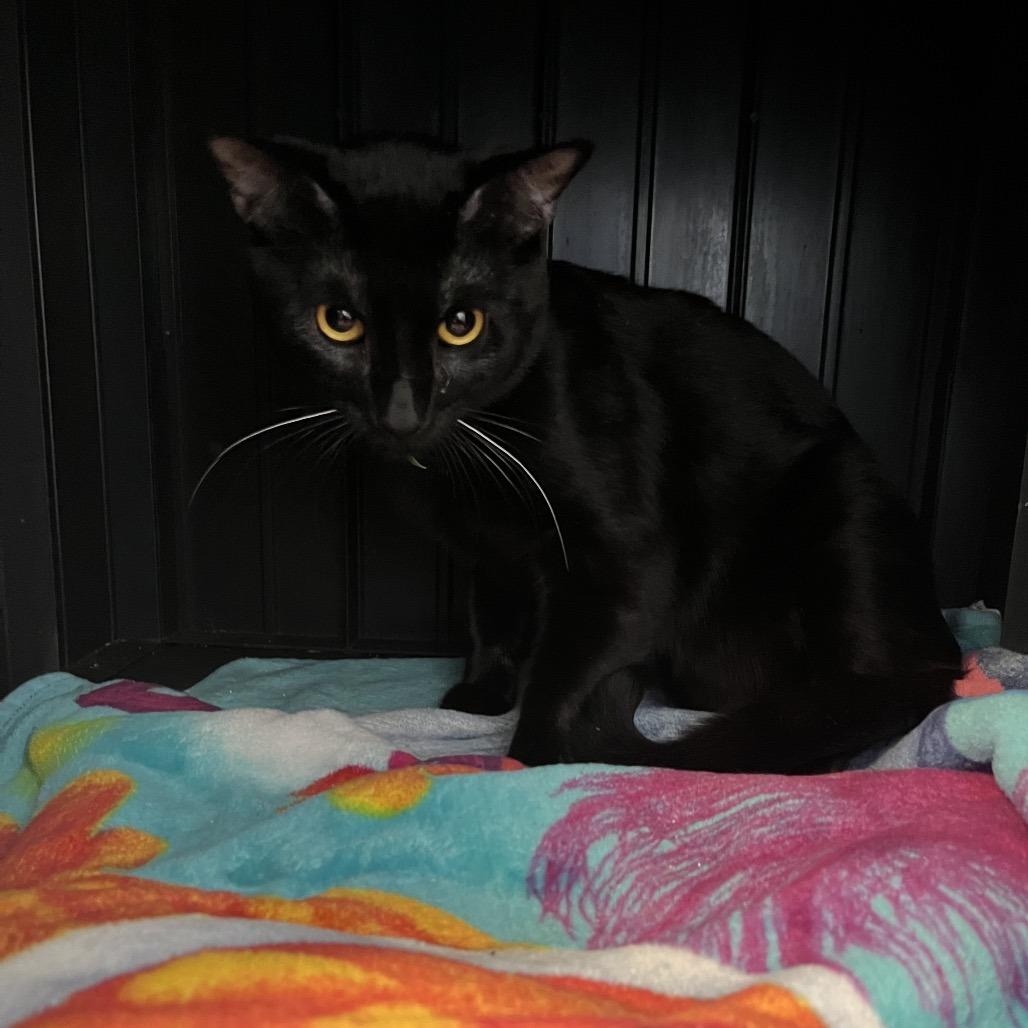 Nox, Adoptable, Young Male Domestic Short Hair.