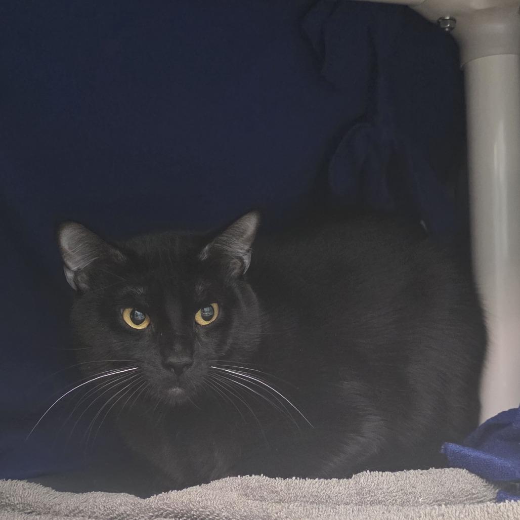 Enlarge Nox, a Adoptable Domestic Short Hair in Fort Wayne, IN image 2/3