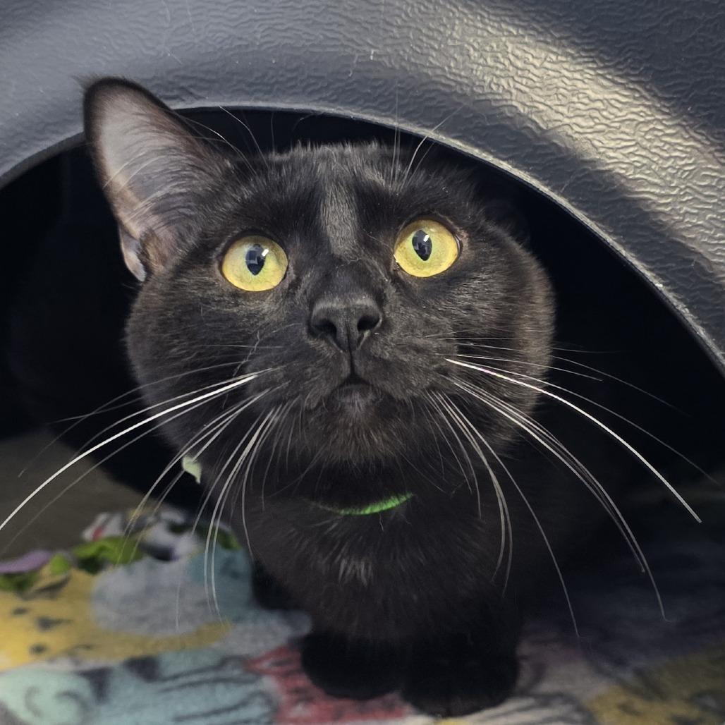 Enlarge Nox, a Adoptable Domestic Short Hair in Fort Wayne, IN image 3/3