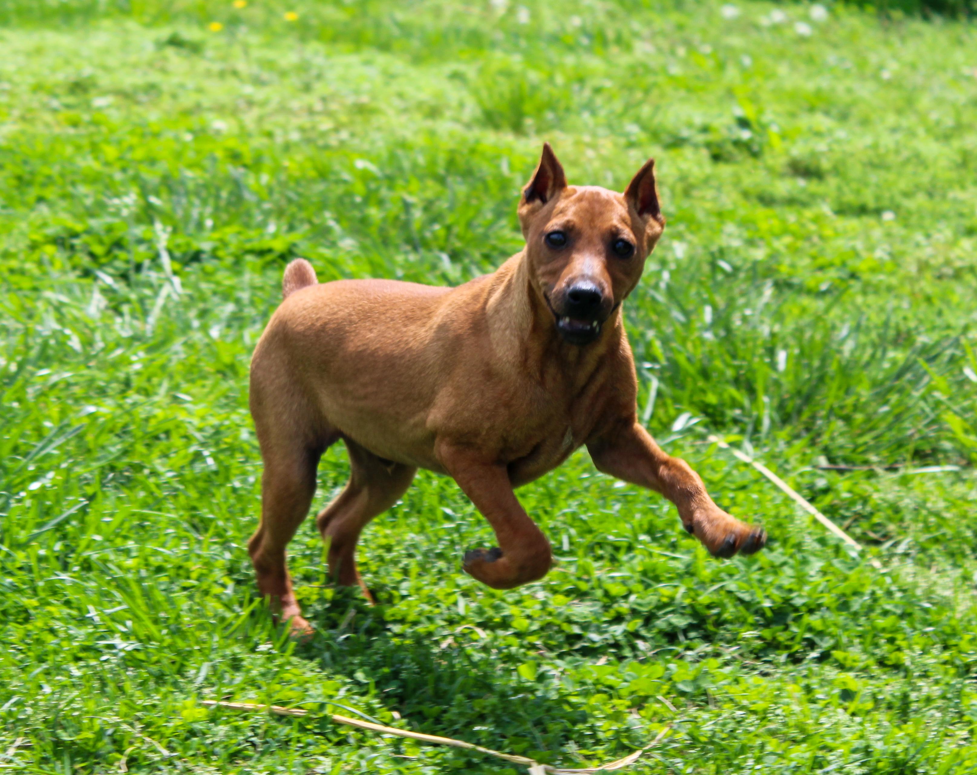 Enlarge Prince Gerald, a ADOPTABLE Miniature Pinscher in Neosho, MO image 3/3