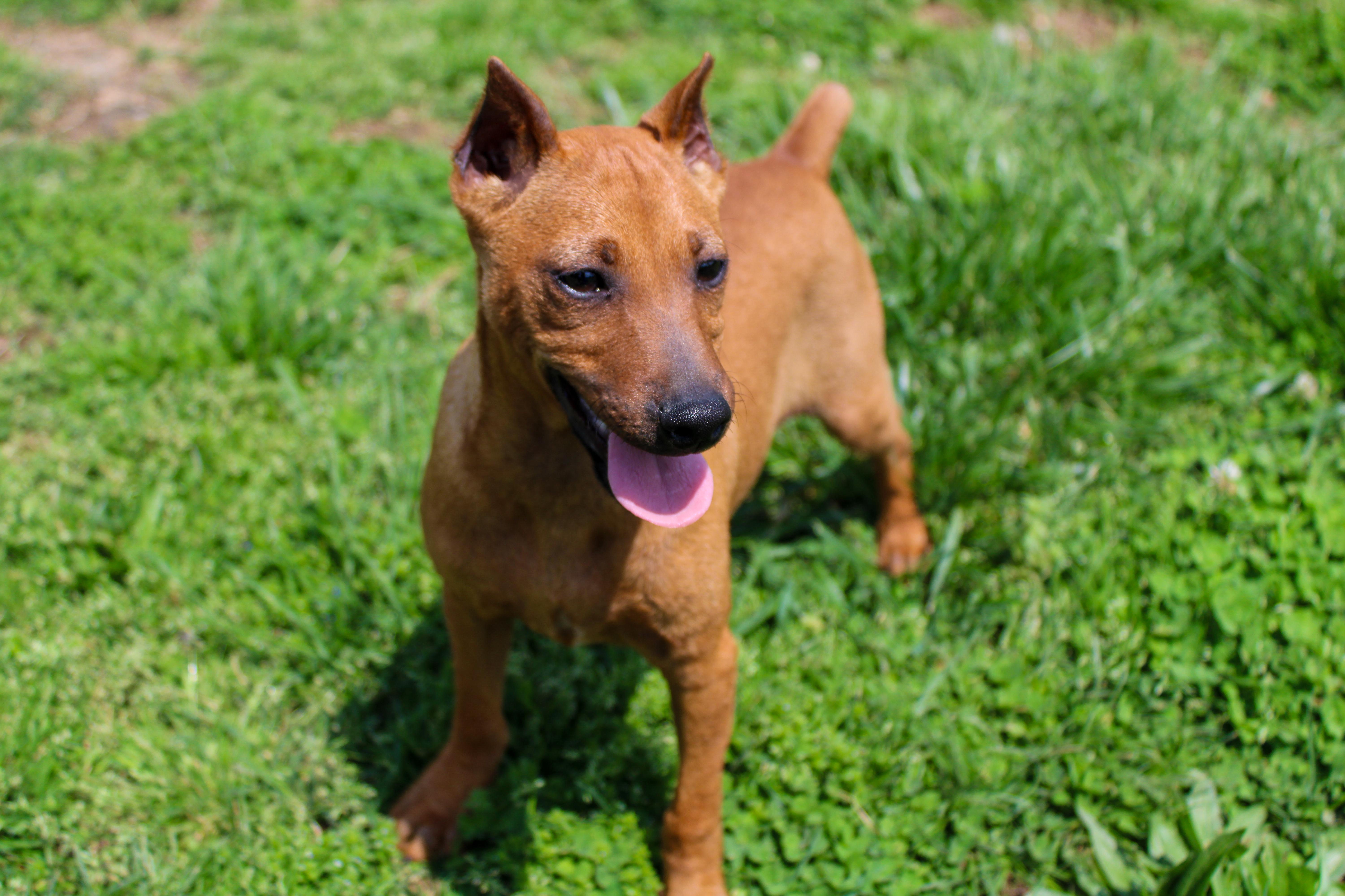 Enlarge Prince Gerald, a ADOPTABLE Miniature Pinscher in Neosho, MO image 2/3