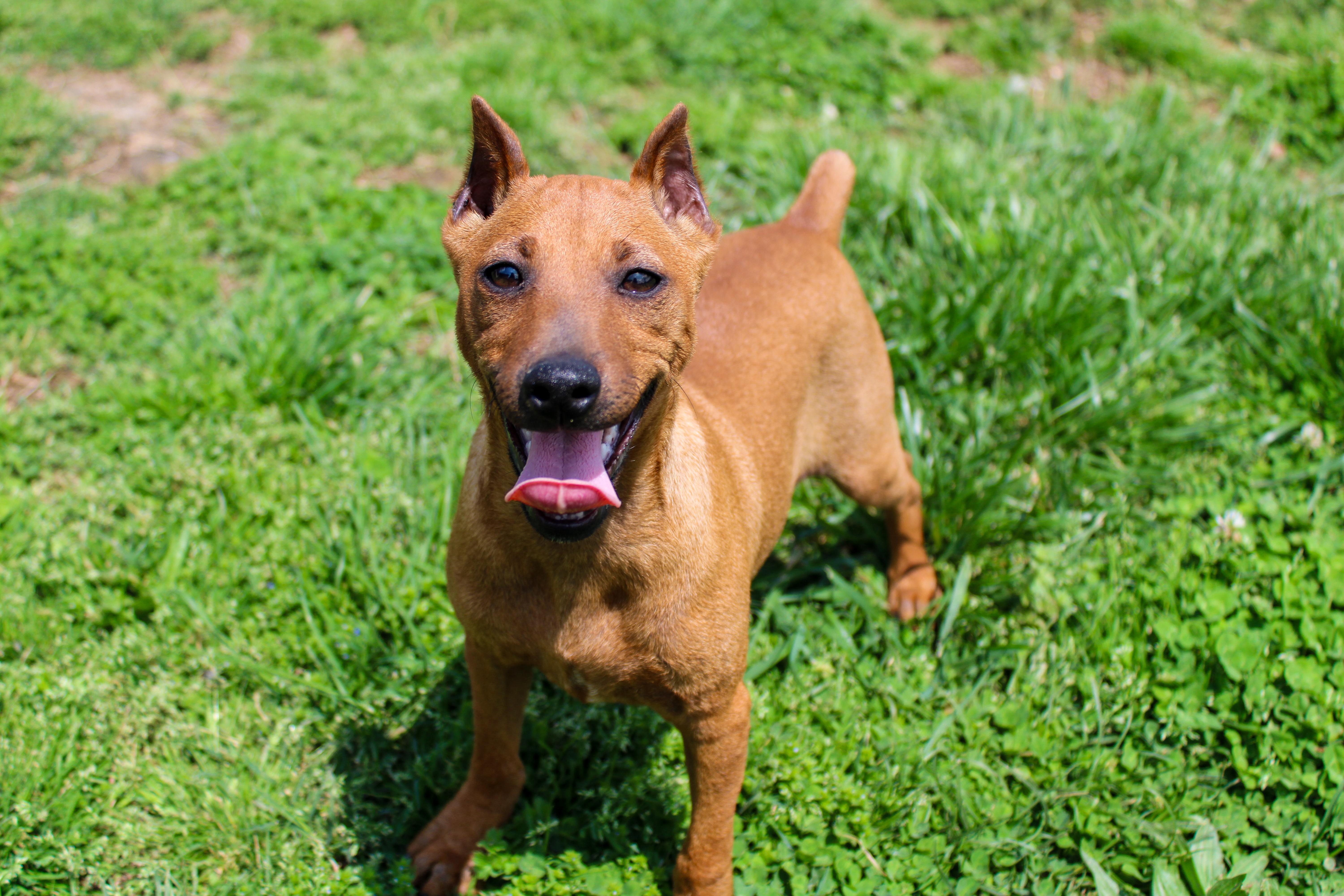 Prince Gerald, ADOPTABLE, Young Male Miniature Pinscher.
