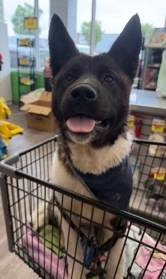 Enlarge Yogi, an adoptable Akita in Gardiner, NY image 3/5