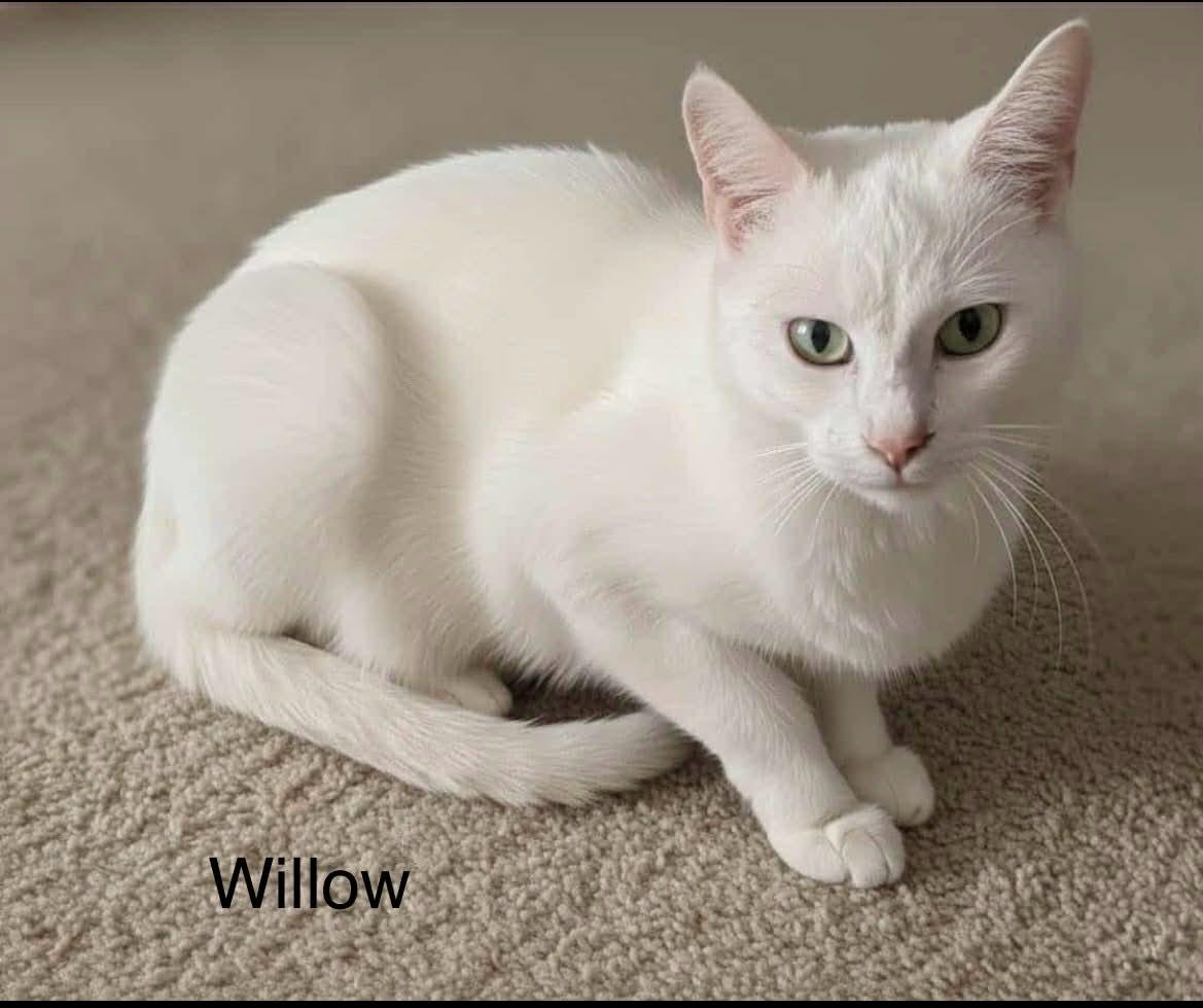 Beautiful Willow, Adoptable, Adult Female Domestic Short Hair.