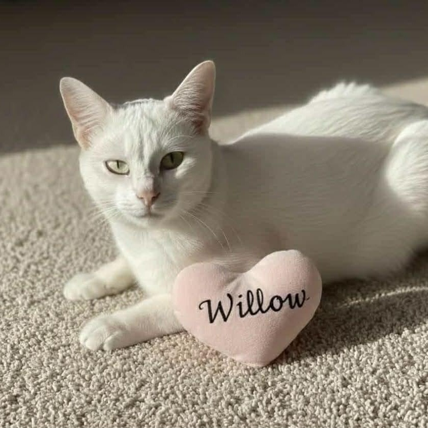 Enlarge Beautiful Willow, an adopted Domestic Short Hair in Livonia, MI image 2/3