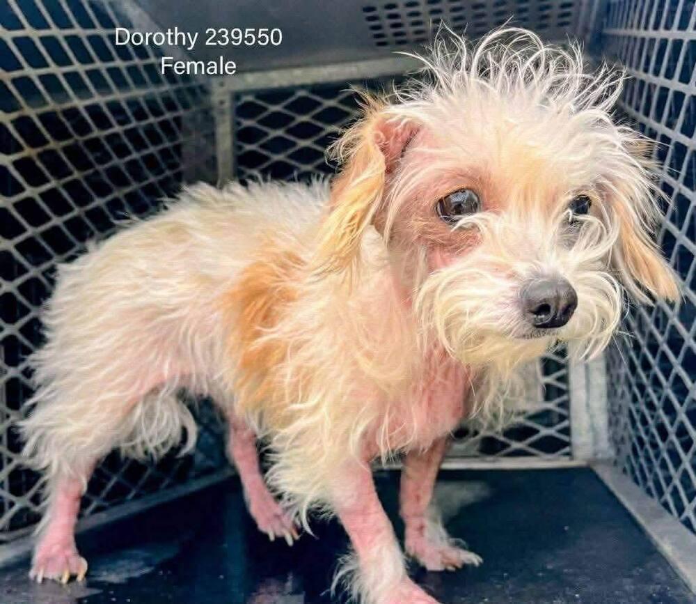 Enlarge Dorothy (TX), a Adoptable Terrier in New York, NY image 1/3