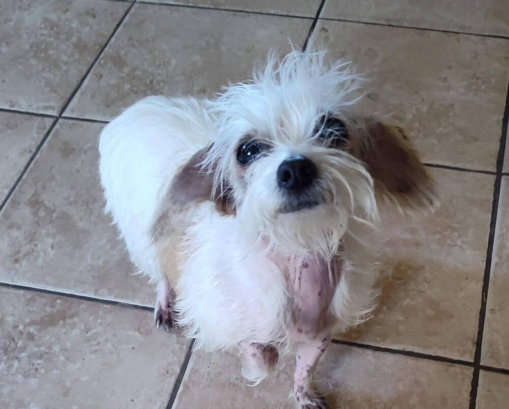 Enlarge Dorothy (TX), a Adoptable Terrier in New York, NY image 2/3