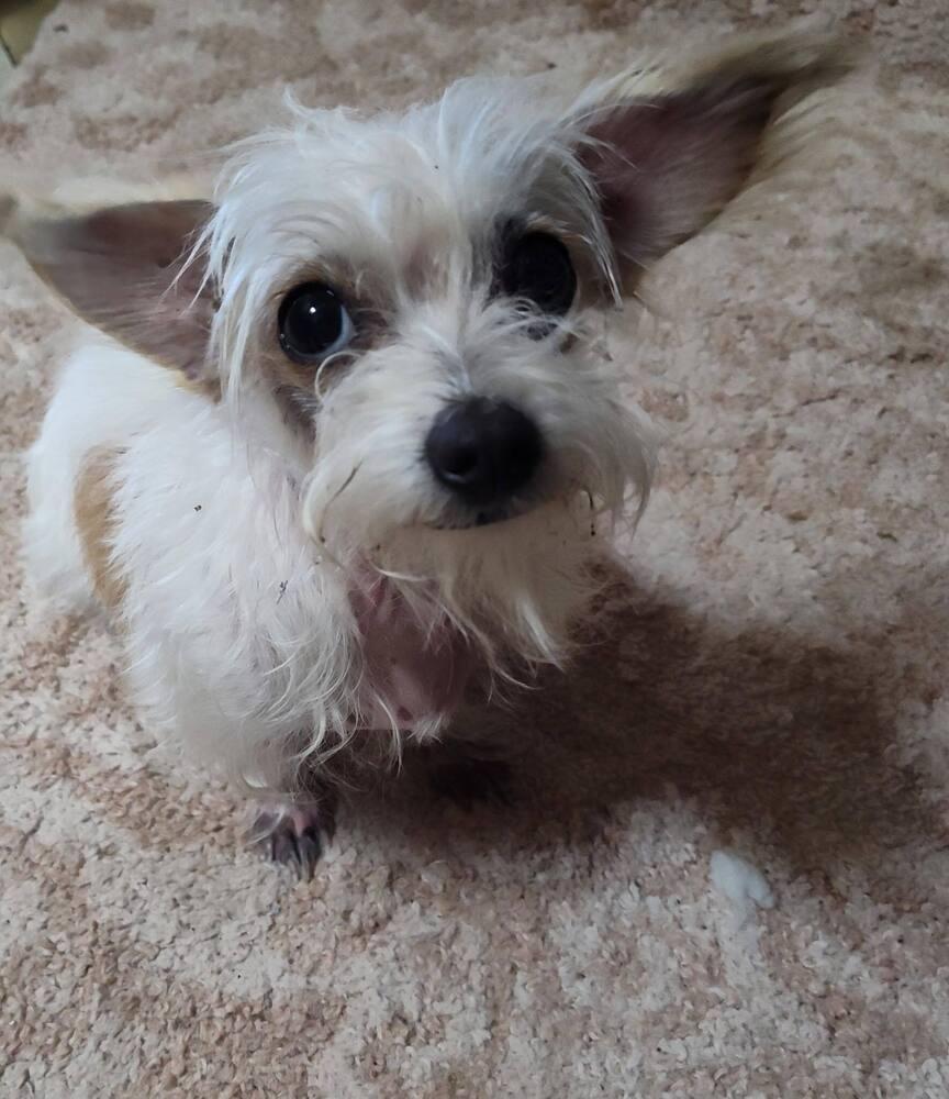 Enlarge Dorothy (TX), a Adoptable Terrier in New York, NY image 3/3