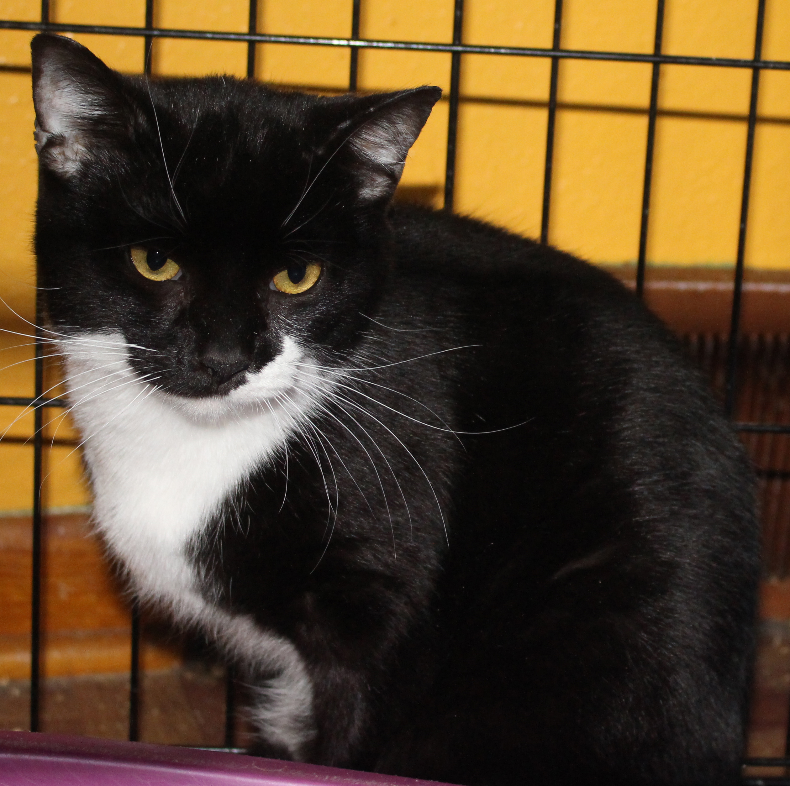Theo, Adoptable, Young Male Domestic Short Hair & Tuxedo.