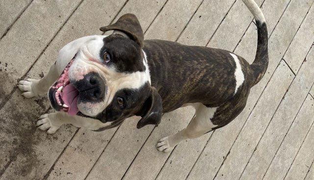 Enlarge Apollo, a Adoptable American Bulldog in New Hope, PA image 2/2