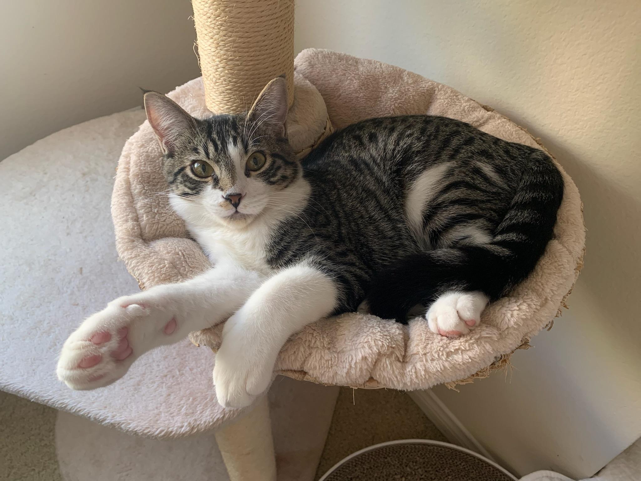 Rory, Adoptable, Kitten Male Tabby.