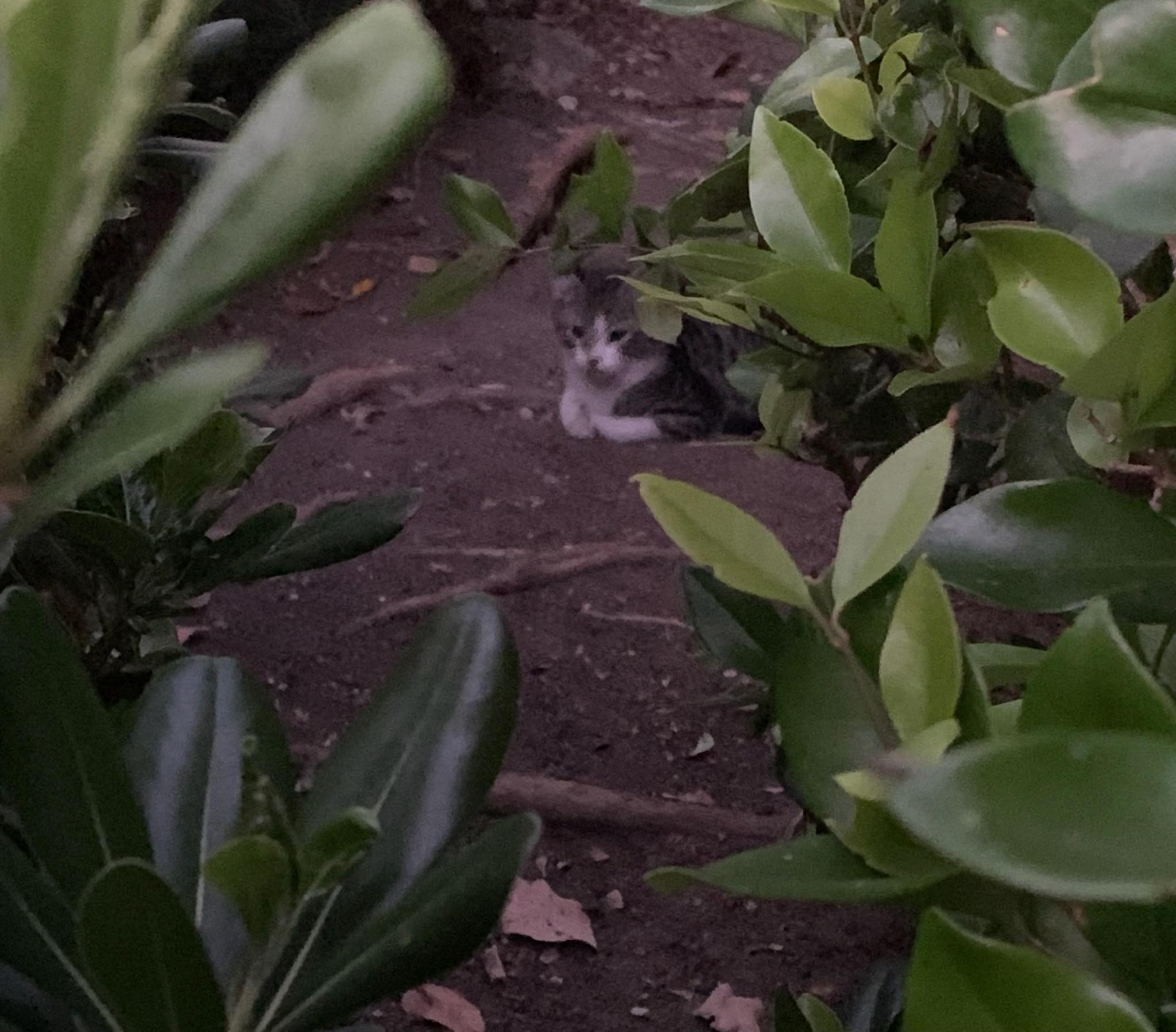 Rory, a Adoptable Tabby in Laguna Beach, CA image 5/5