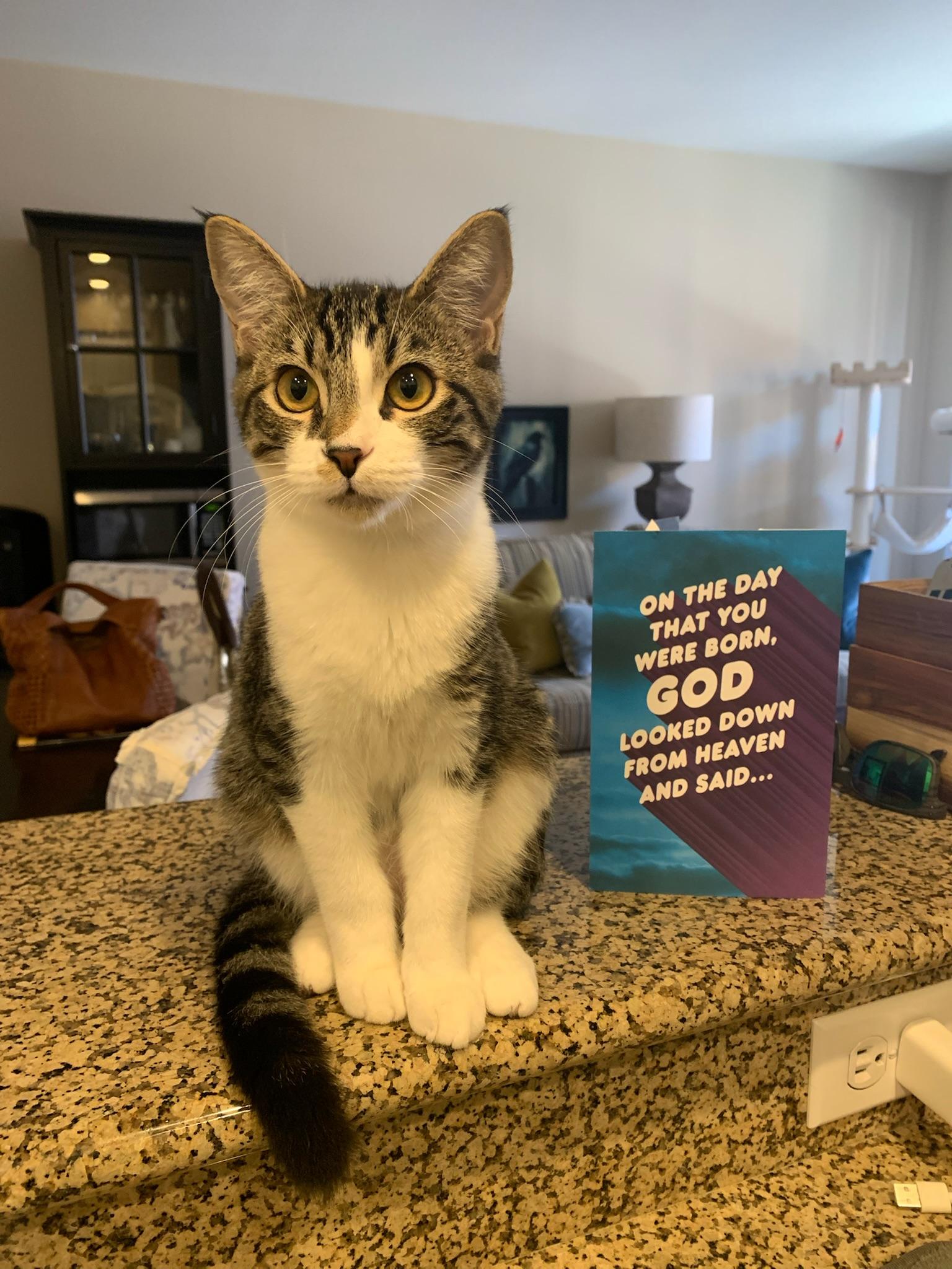 Rory, a Adoptable Tabby in Laguna Beach, CA image 3/5