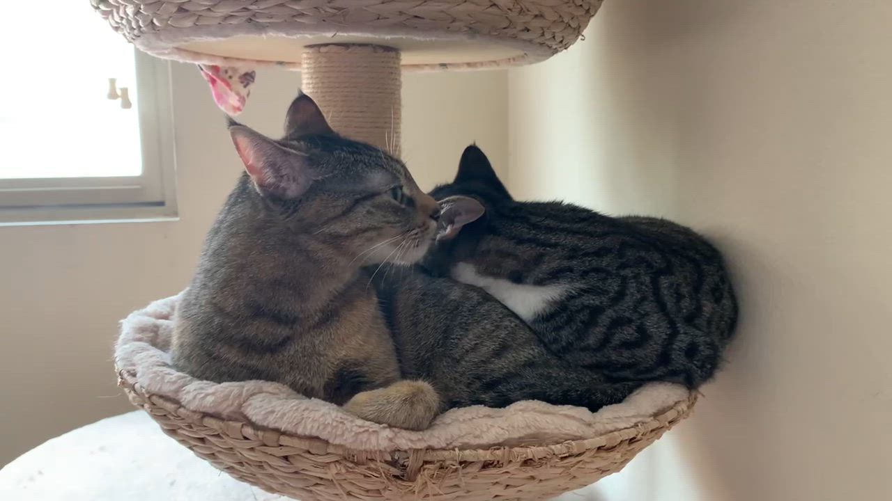 Enlarge Rory, a Adoptable Tabby in Laguna Beach, CA video 2/5