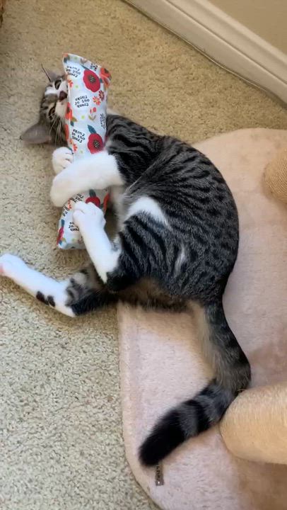 Enlarge Rory, a Adoptable Tabby in Laguna Beach, CA video 4/5