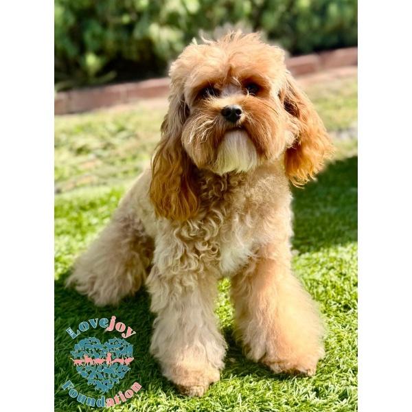 Coco Chanel, adopted, Young Female Cavapoo.