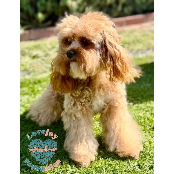 Coco Chanel, an adopted Cavapoo in Inglewood, CA image 2/2