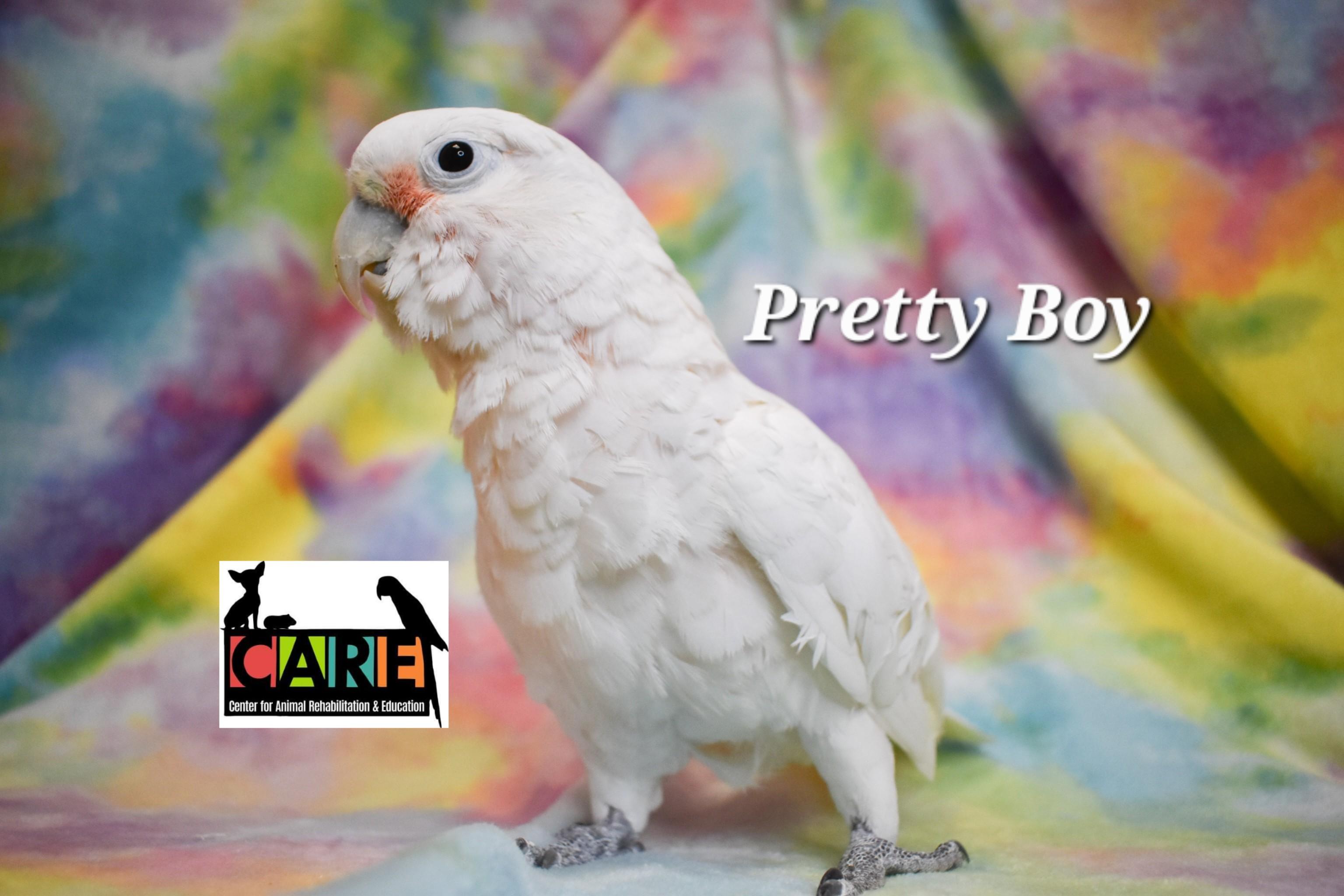 Enlarge Pretty Boy, an adoptable Cockatoo in Waukesha, WI image 5/6