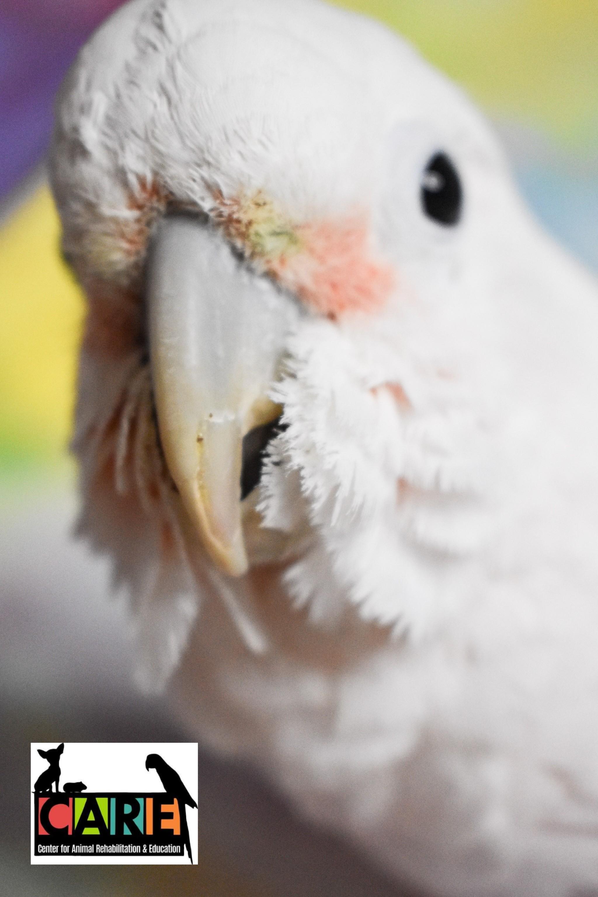 Enlarge Pretty Boy, an adoptable Cockatoo in Waukesha, WI image 6/6