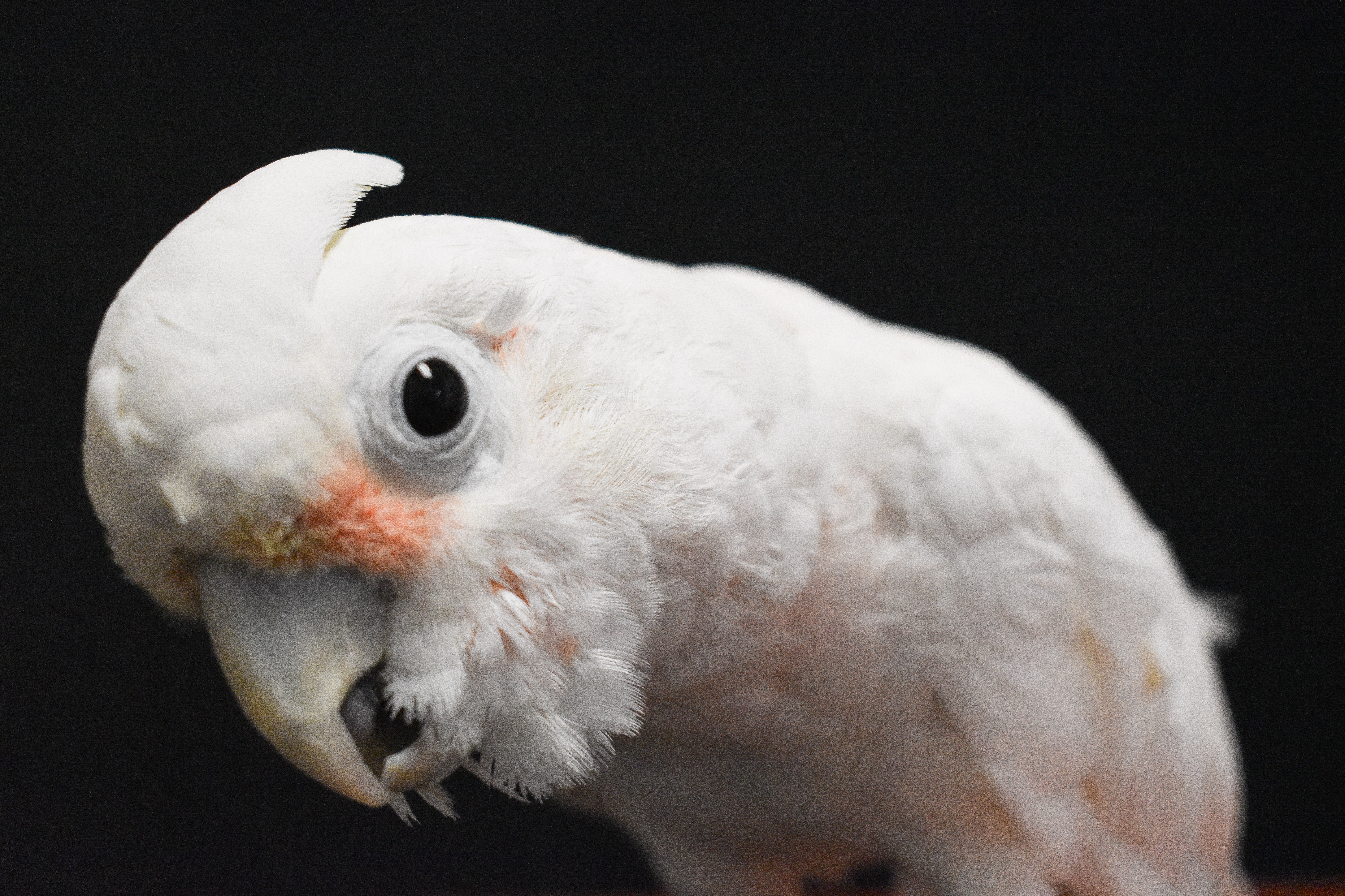 Enlarge Pretty Boy, an adoptable Cockatoo in Waukesha, WI image 4/6