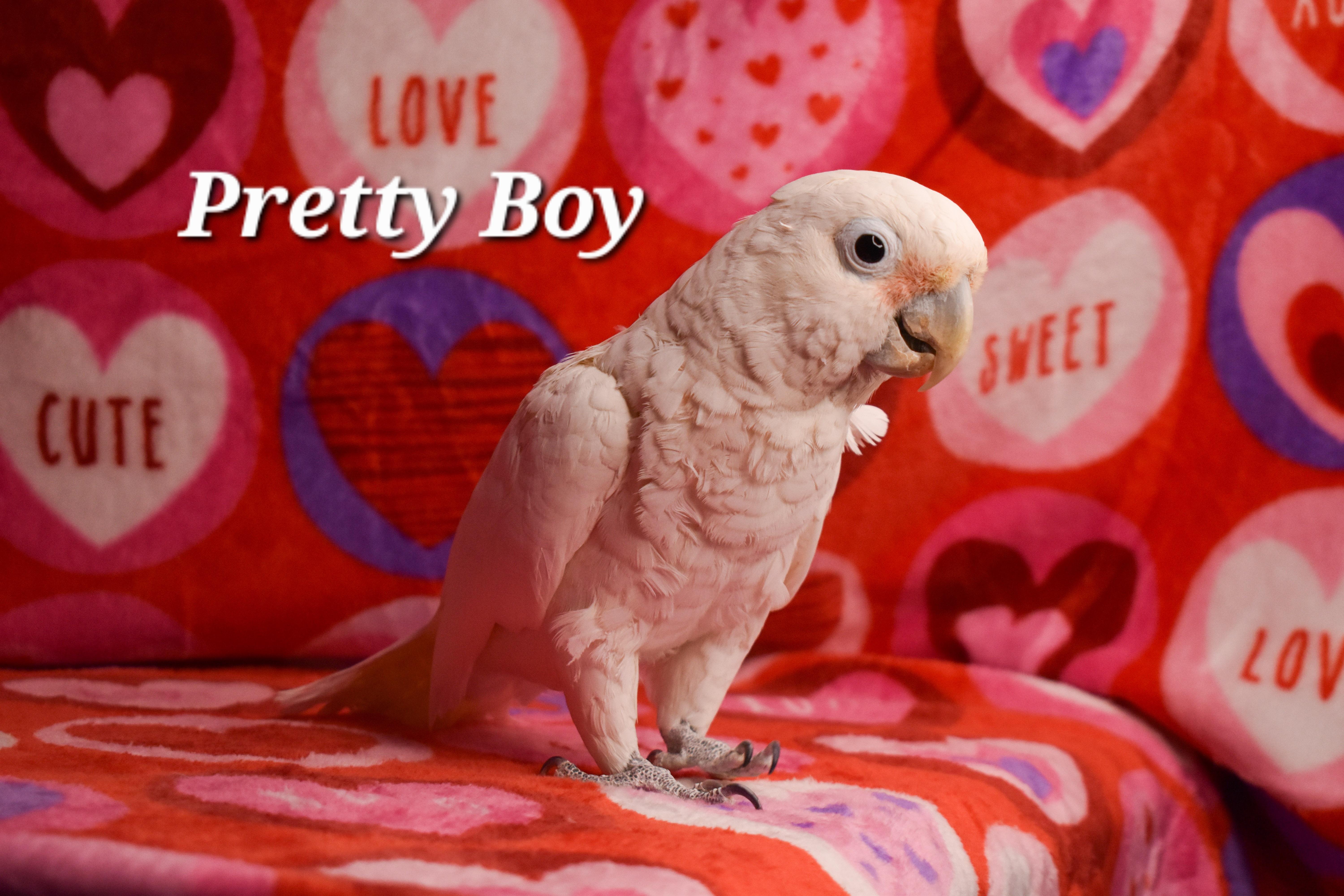Enlarge Pretty Boy, an adoptable Cockatoo in Waukesha, WI image 2/6