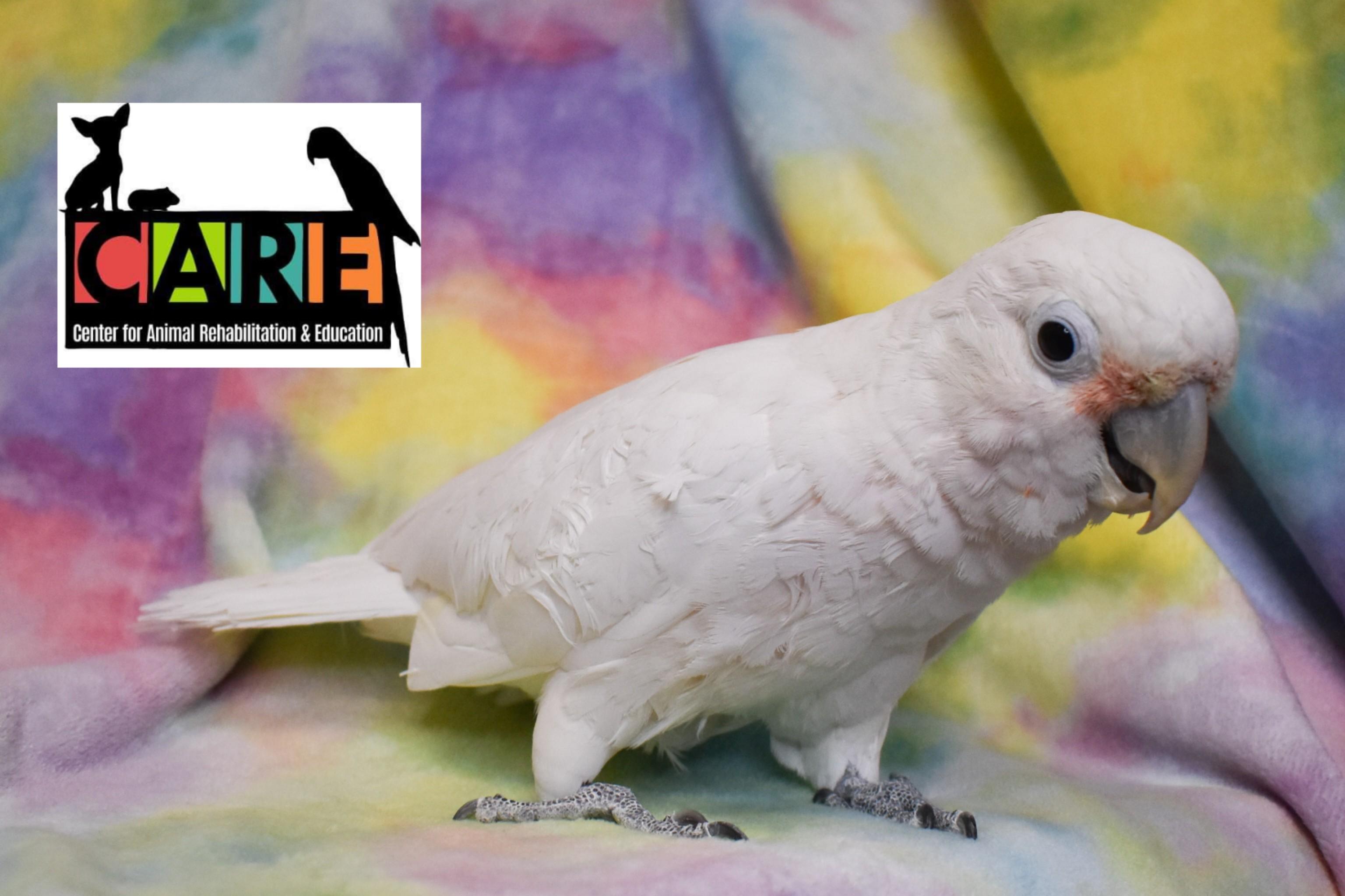 Pretty Boy, adoptable, Adult Male Cockatoo.