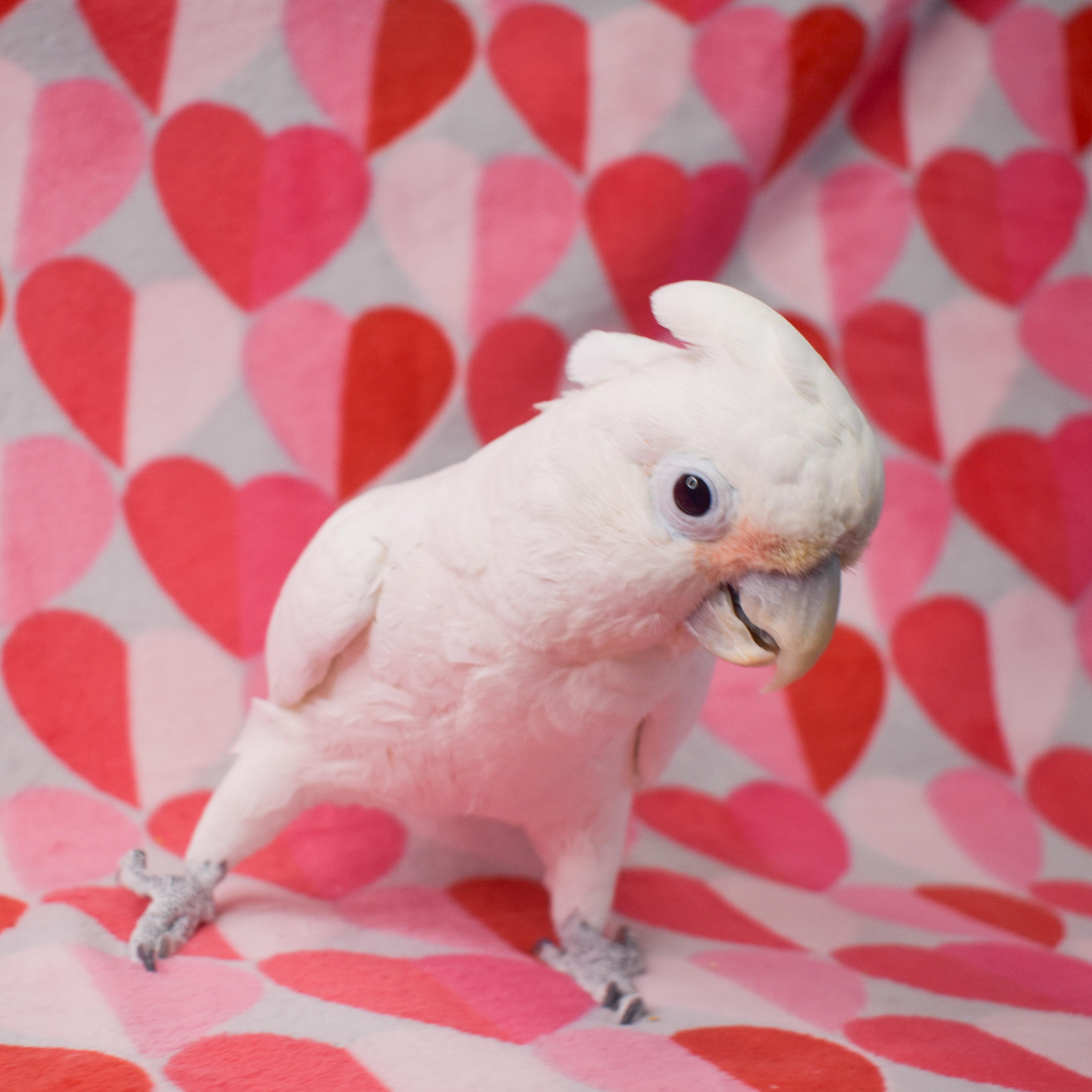 Enlarge Pretty Boy, an adoptable Cockatoo in Waukesha, WI image 1/6