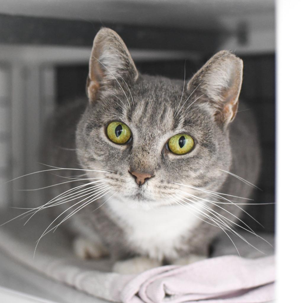 Jenny, Adoptable, Young Female Domestic Short Hair.