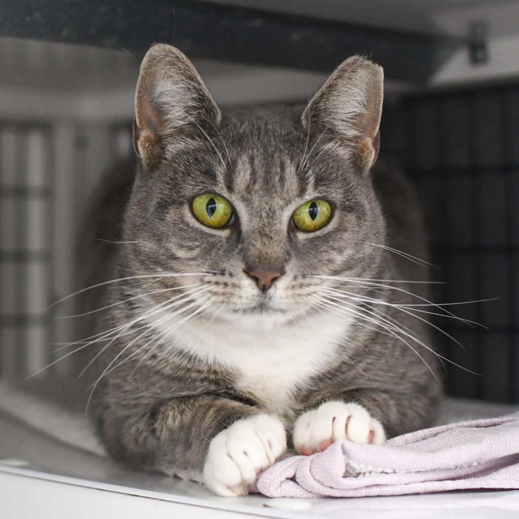 Enlarge Jenny, a Adoptable mixed breed in Ewing, NJ image 2/2