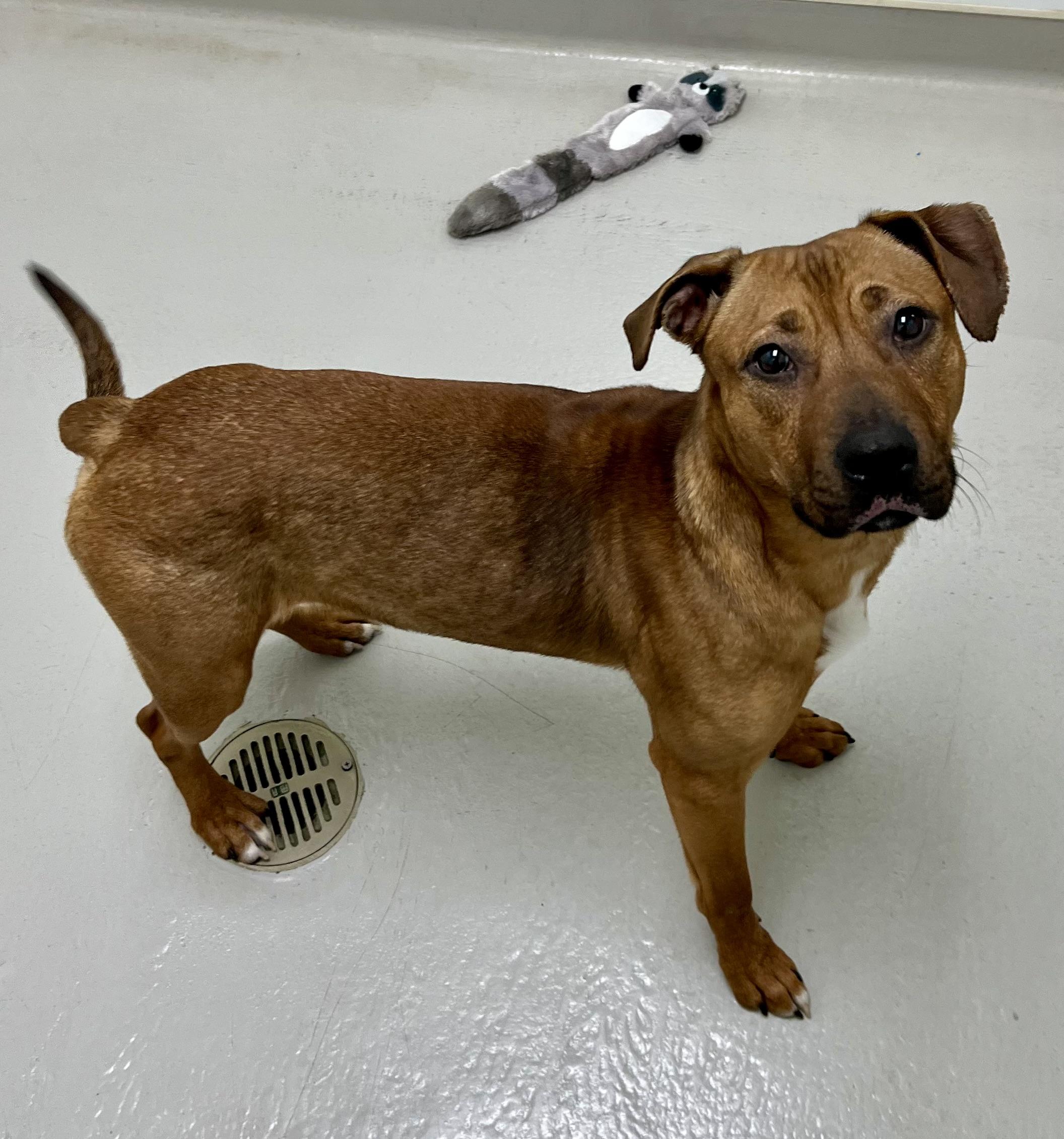 Enlarge Buddy, a Adoptable mixed breed in Danville, IN image 2/4