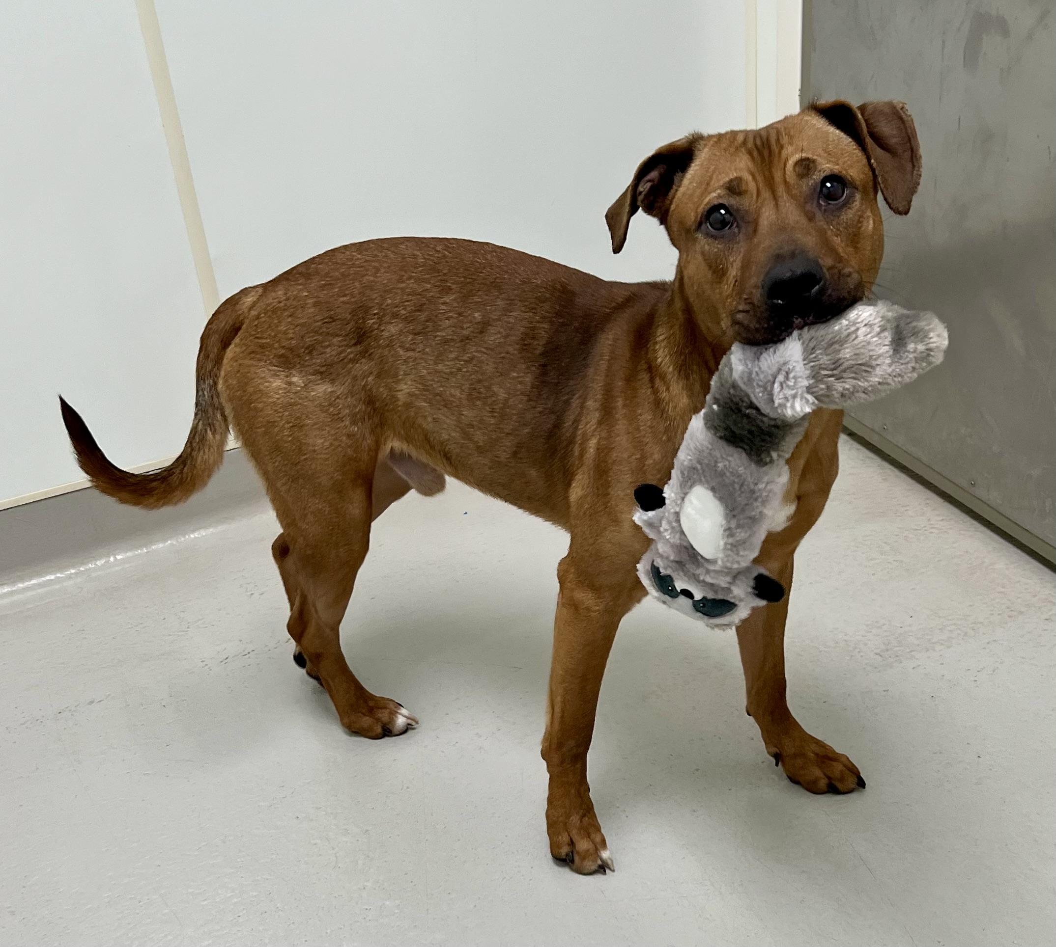 Enlarge Buddy, a Adoptable mixed breed in Danville, IN image 3/4