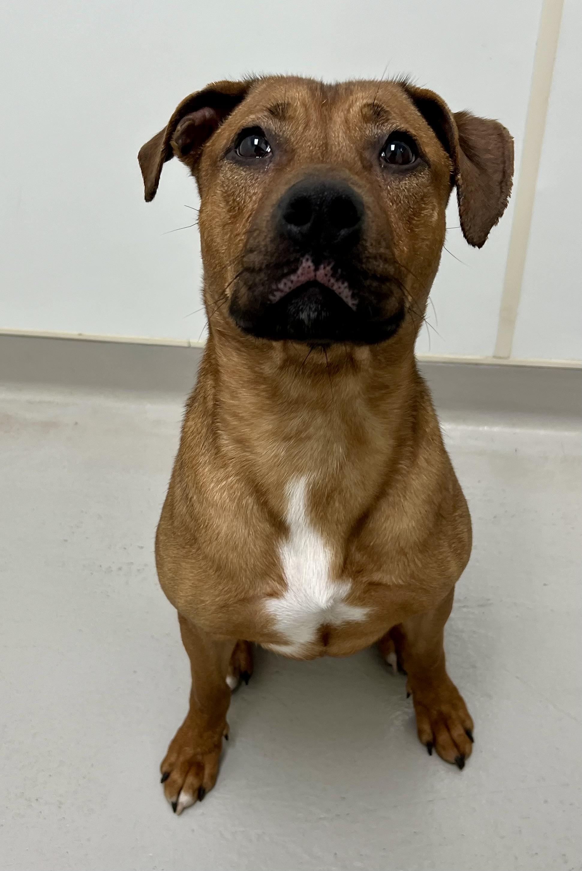 Enlarge Buddy, a Adoptable mixed breed in Danville, IN image 4/4